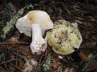 Russula aeruginea image