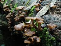 Armillaria nabsnona image