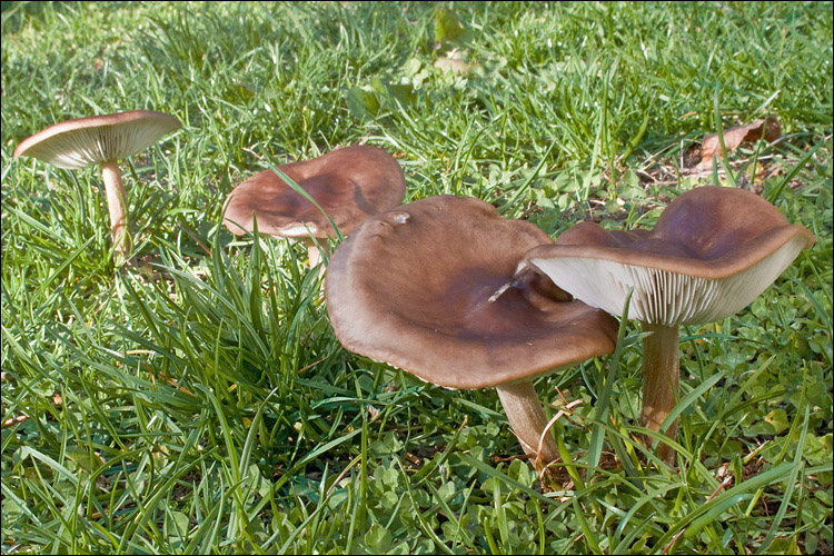 Melanoleuca polioleuca image