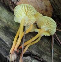 Hygrocybe parvula image