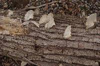 Trametes gibbosa image