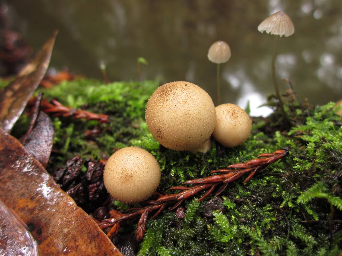 Morganella pyriformis image