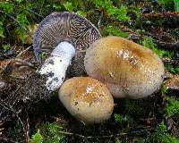 Cortinarius cacodes image