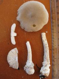 Amanita sect. Vaginatae image
