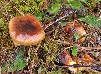 Hygrophorus hypothejus image