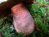 Boletus pulcherrimus image