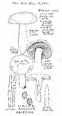 Russula abietina image