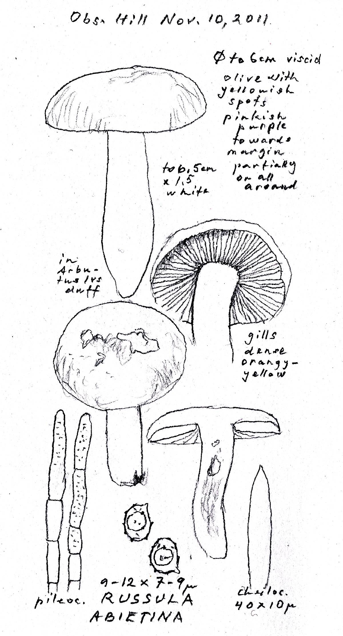 Russula abietina image