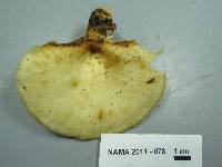 Polyporus craterellus image