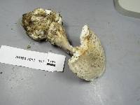 Amanita cinereoconia image