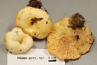 Lactarius maculatipes image