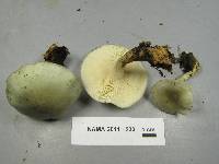Clitocybe odora image