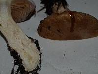 Cortinarius cacodes image