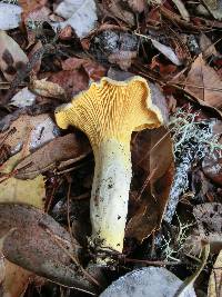 Cantharellus roseocanus image