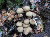 Psathyrella piluliformis image