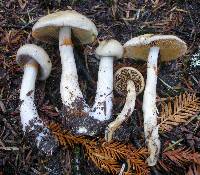 Cortinarius sphaerosporus image