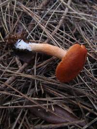 Lactarius subflammeus image