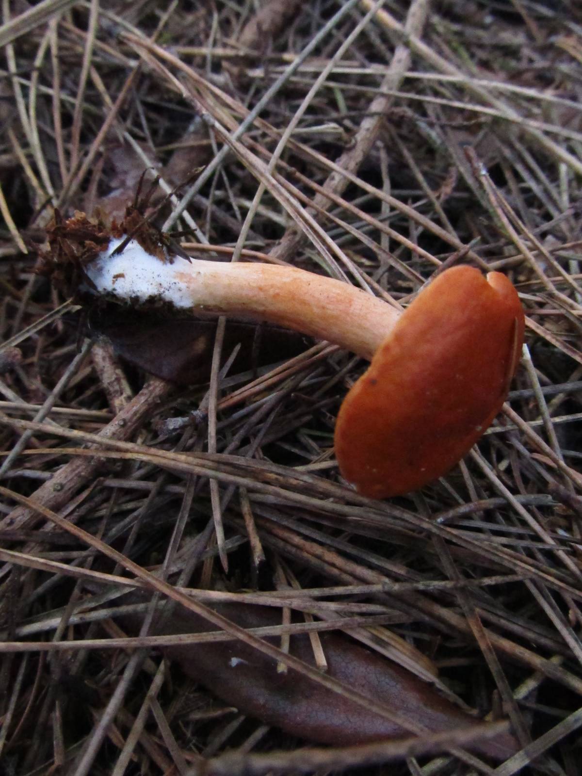 Lactarius subflammeus image