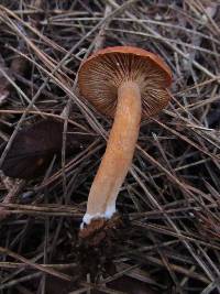 Lactarius subflammeus image