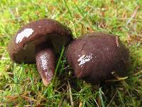 Lactarius pseudomucidus image