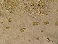 Galerina pumila image