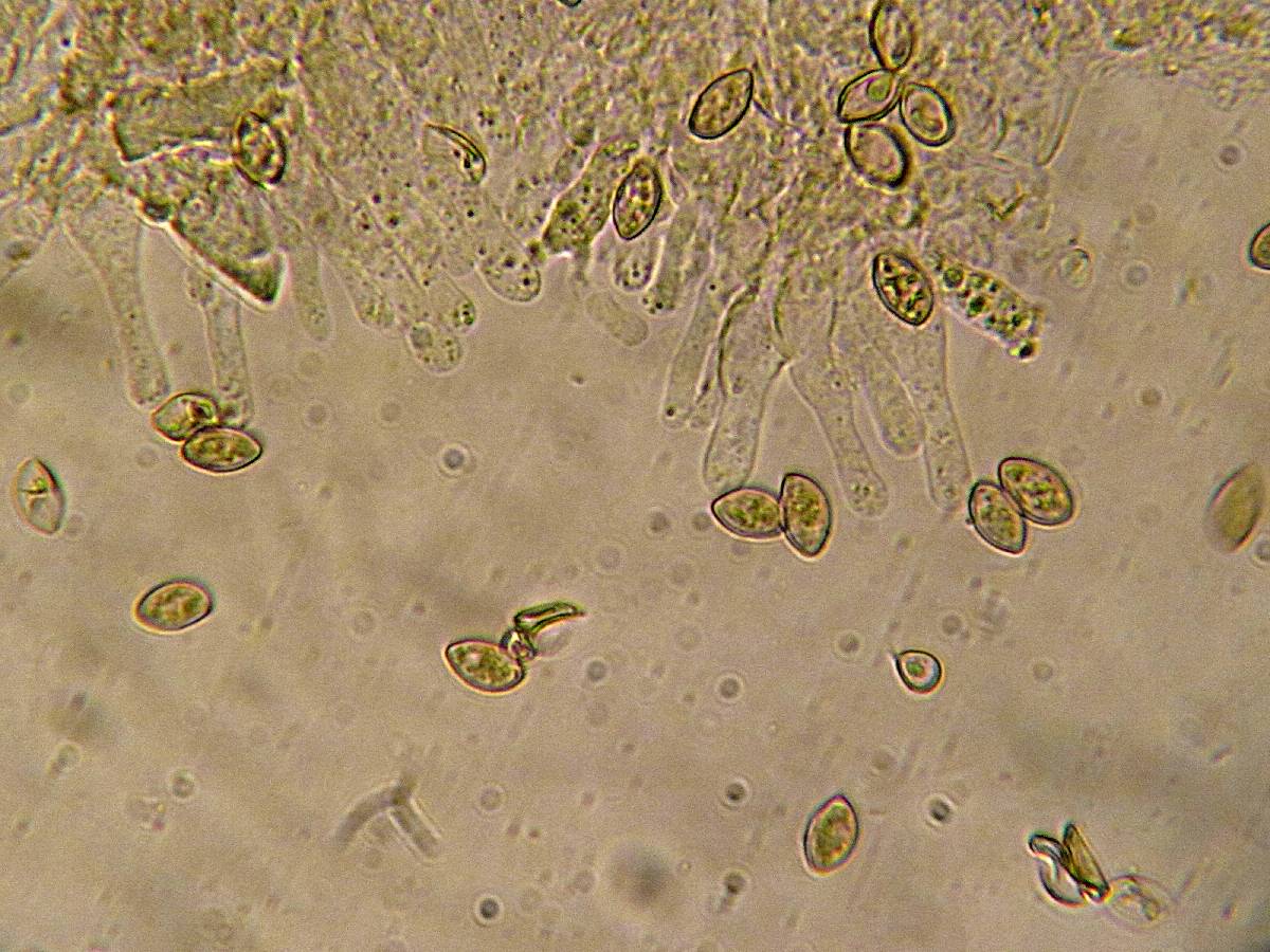 Galerina pumila image