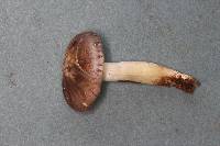 Tricholoma griseoviolaceum image