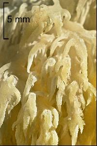 Hericium alpestre image