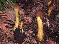 Elaphocordyceps capitata image