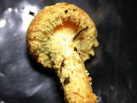 Pholiota flammans image