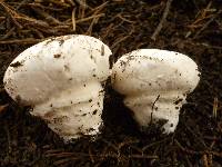 Agaricus vinaceovirens image