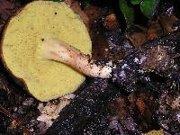 Boletus amyloideus image