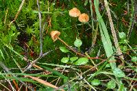 Galerina atkinsoniana image