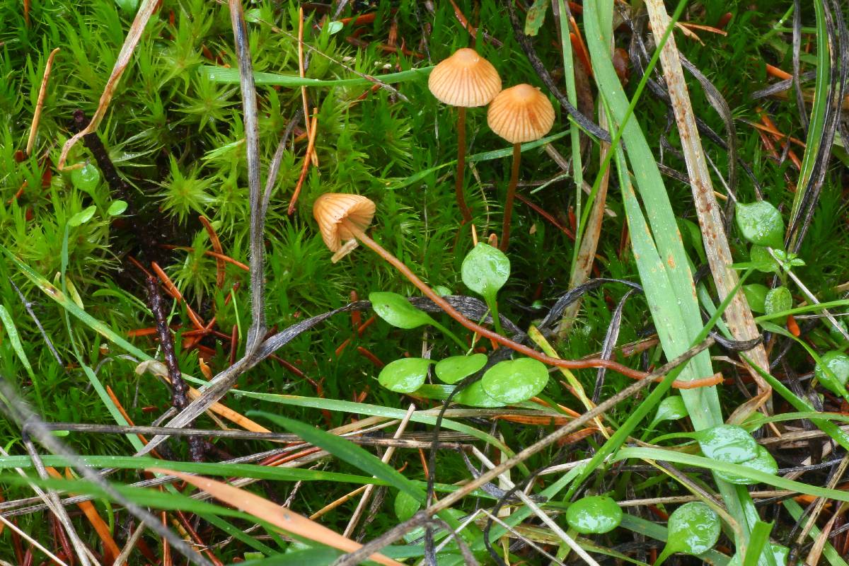 Galerina atkinsoniana image