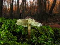 Mycena galericulata image