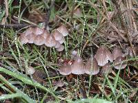 Mycena capillaripes image