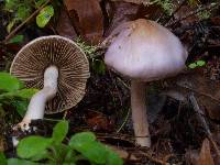 Inocybe ionocephala image
