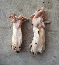 Helvella crispa image