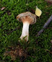 Paxillus involutus image