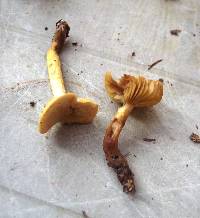 Tricholoma sulphureum image