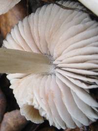 Entoloma rhodopolium image