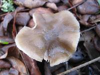 Entoloma rhodopolium image