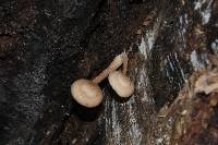Armillaria mexicana image