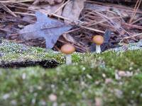 Agrocybe firma image