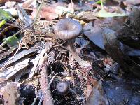 Pseudoclitocybe cyathiformis image