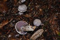 Cortinarius camphoratus image