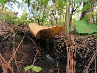 Suillus decipiens image