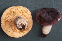 Russula murrillii image