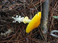 Amanita elongata image