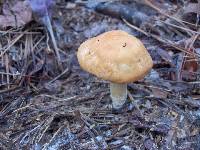 Hygrocybe pratensis image